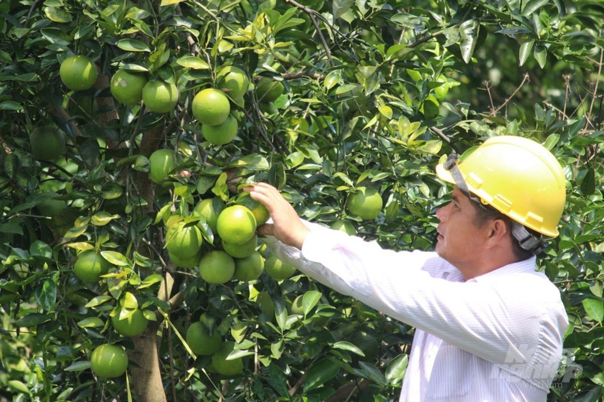 Az északi középvidéki és hegyvidéki területeken a hatástalan növényeket nagy értékű gyümölcsfákká alakították át, gazdaggá téve a gazdákat. Những cây trồng kém hiệu quả ở trung du, miến núi phí Bắc đã được chuyển sang cây ăn quả có giá trị cao, làm giàu cho nông dân.