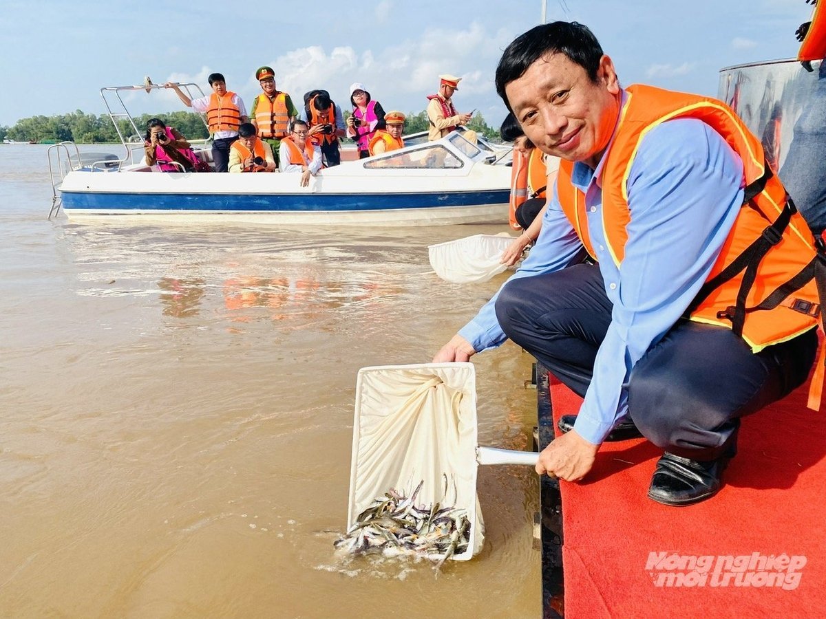 Hàng năm trên địa bàn TP Cần Thơ có hàng trăm nghìn con cá giống các loại như cá trê, cá lóc, cá rô đồng, cá mè, cá chép… đã được thả về sông rạch tự nhiên. Ảnh: Lê Hoàng Vũ.