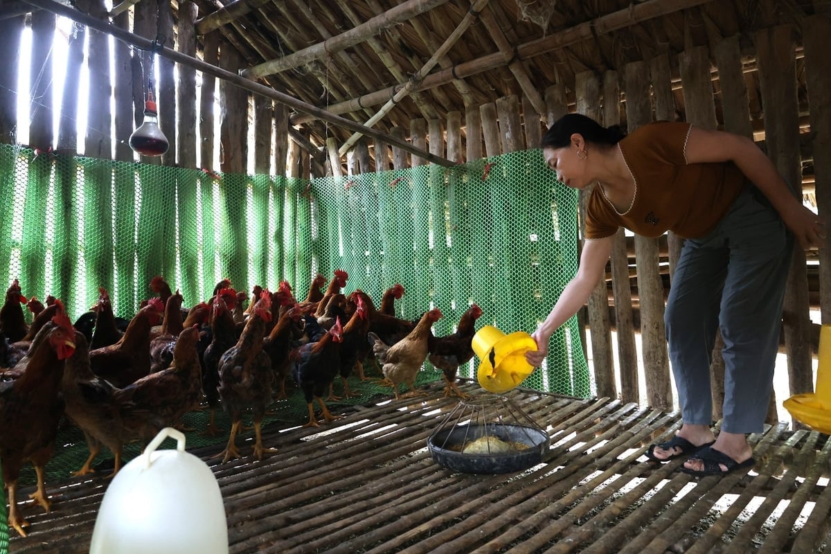 ທ່ານນາງ Lo Thi Hanh ໄດ້ລ້ຽງໄກ່ລູກປະສົມມາແຕ່ປີ 2023. ພາບ: ແທງຕື. Bà Lô Thị Hạnh duy trì nuôi gà ri lai từ năm 2023 đến nay. Ảnh: Thanh Tâm.