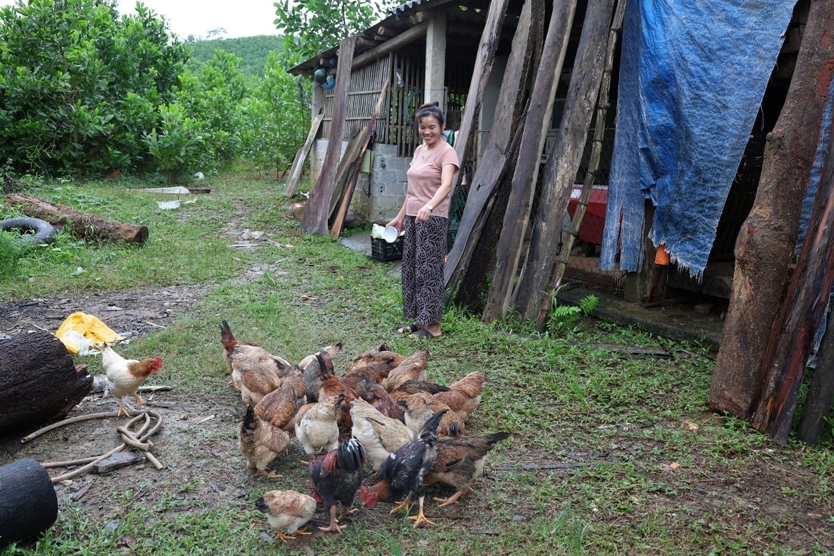 ຫຼາຍຄົວເຮືອນເກັບແມ່ໄກ່ເພື່ອໃຫ້ແມ່ພັນແລະລ້ຽງຄືນ. ພາບ: ແທງຕ໋ຽນ. Nhiều hộ dân giữ lại gà mẹ để nhân giống, tái đàn. Ảnh: Thanh Tâm.