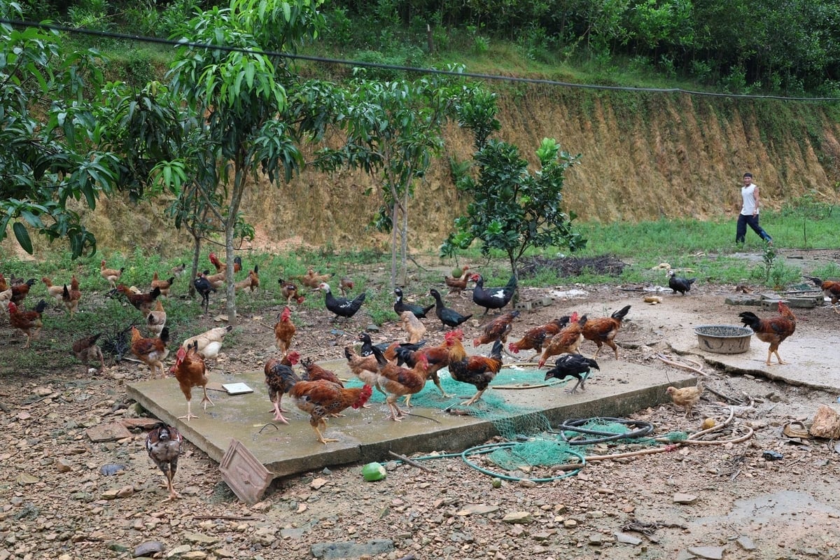ໄກ່ຂ້າມສາຍພັນຂອງ ທ້າວ ຢຸງ ແມ່ນລ້ຽງຢູ່ເທິງເນີນພູ ແລະ ລ້ຽງເຂົ້າເປືອກ ແລະ ເຫຼົ້າທີ່ຕົກຄ້າງ, ສະນັ້ນ ຊີ້ນຂອງພວກມັນຈຶ່ງແຂງ ແລະ ແຊບ. ພາບ: ແທງຕ໋ຽນ. Đàn gà ri lai của ông Dũng thả đồi, ăn cám gạo, bã rượu nên có chất lượng thịt dai, ngon. Ảnh: Thanh Tâm.