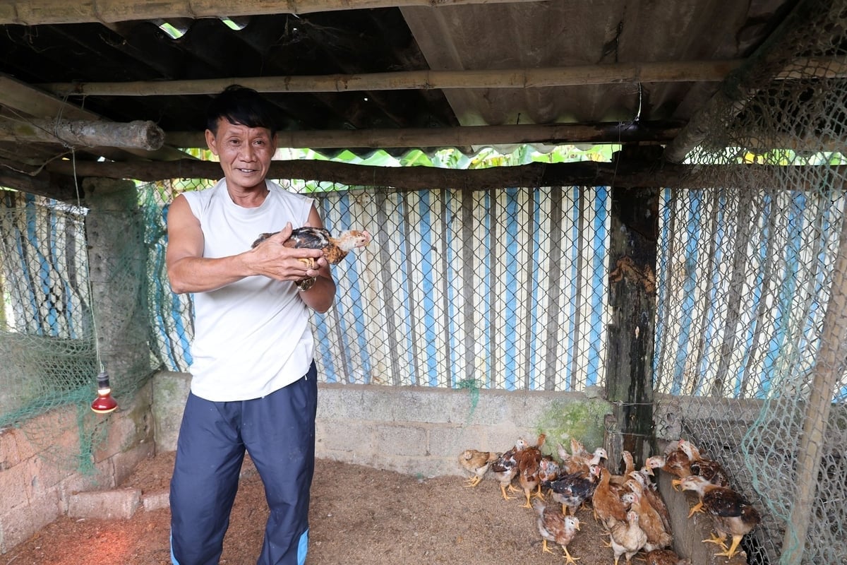 ທ່ານເຢືອງລ້ຽງໄກ່ໃນລະດູການສະຫຼັບກັນເພື່ອມີໄກ່ຂາຍຕະຫຼອດປີ. ພາບ: ແທງຕ໋ຽນ. Ông Dũng nuôi gối vụ, để có gà bán quanh năm. Ảnh: Thanh Tâm.