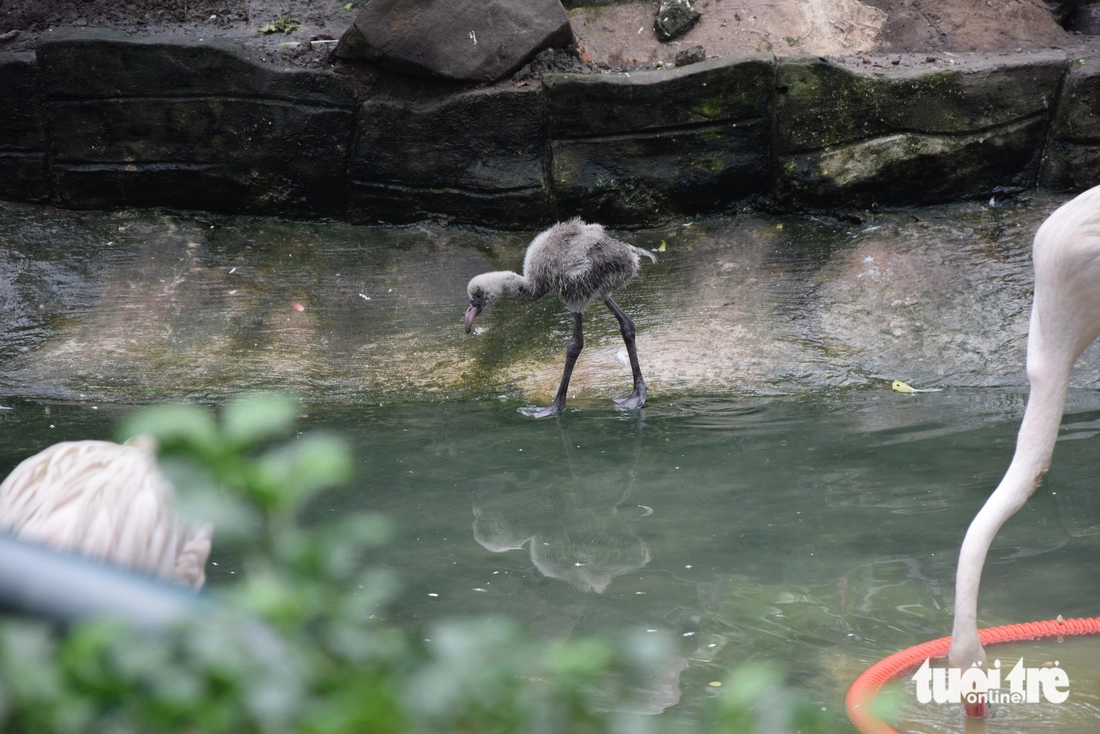 hồng hạc - Ảnh 2.