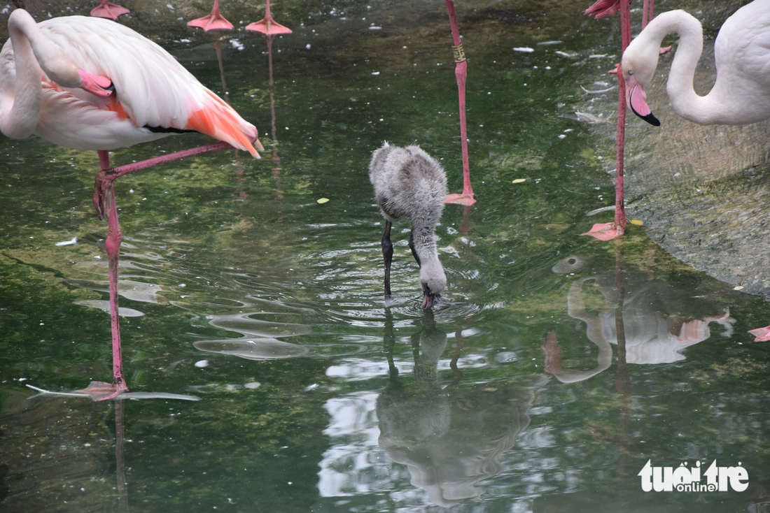 hồng hạc - Ảnh 3.