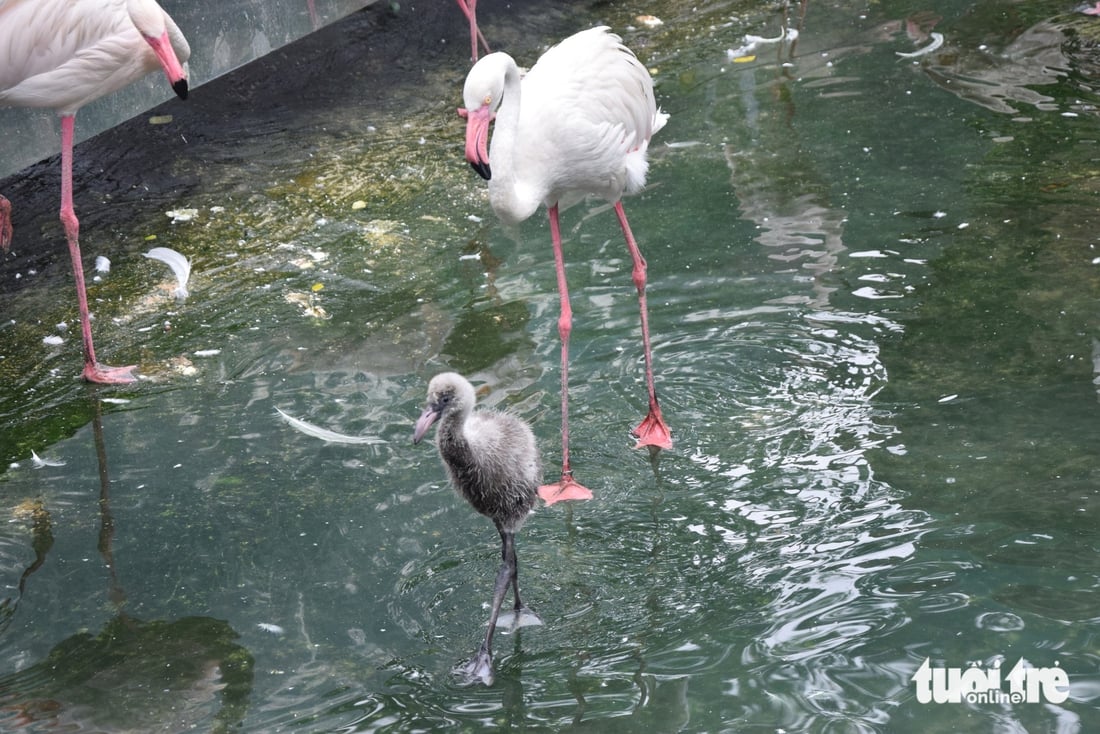 hồng hạc - Ảnh 4.