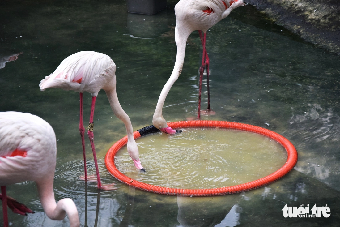 hồng hạc - Ảnh 7.