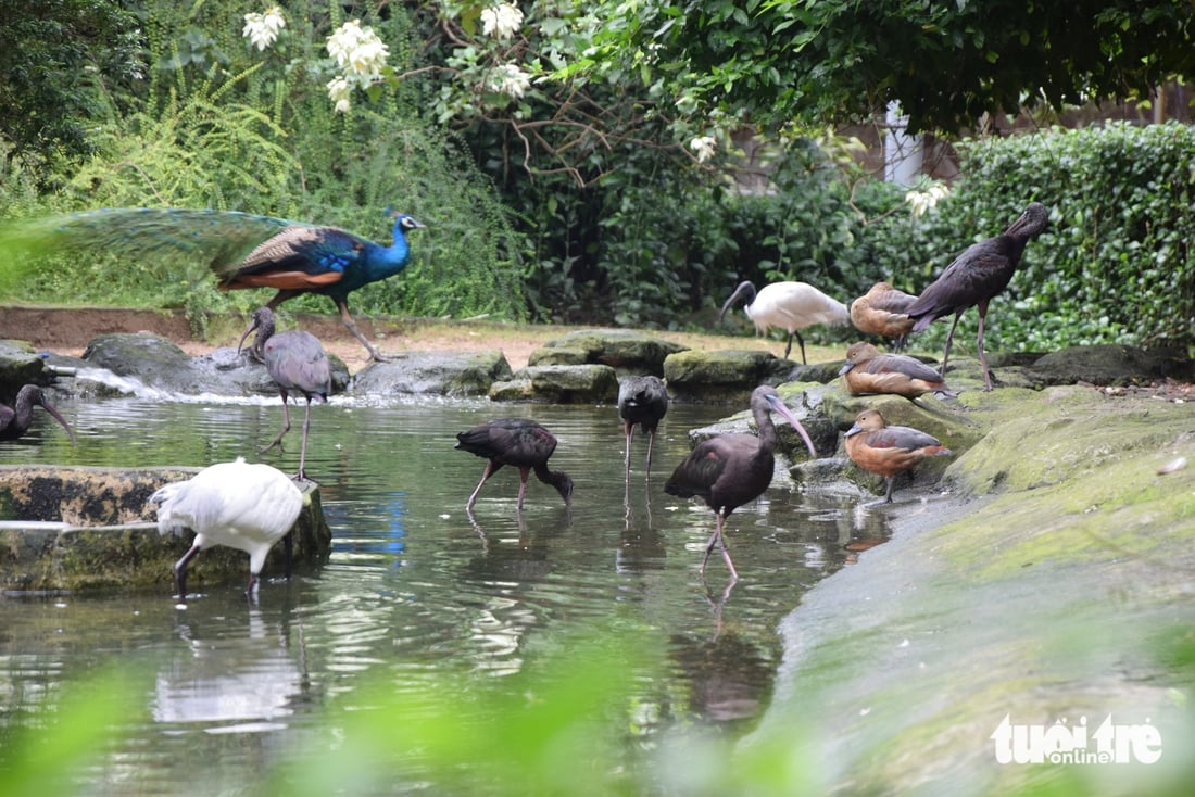 hồng hạc - Ảnh 8.