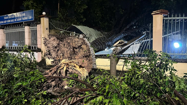 Cây xanh kéo ngã cột điện, đè xe máy trong dông lốc tại Phú Giáo, TP.HCM - Ảnh 4.