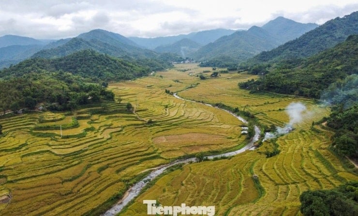 វាល​ស្រែ​របស់​ Cay Noi មាន​ពណ៌​លឿង​ភ្លឺ​នៅ​ឃុំ Quang Chieu ខេត្ត Thanh Hoa។