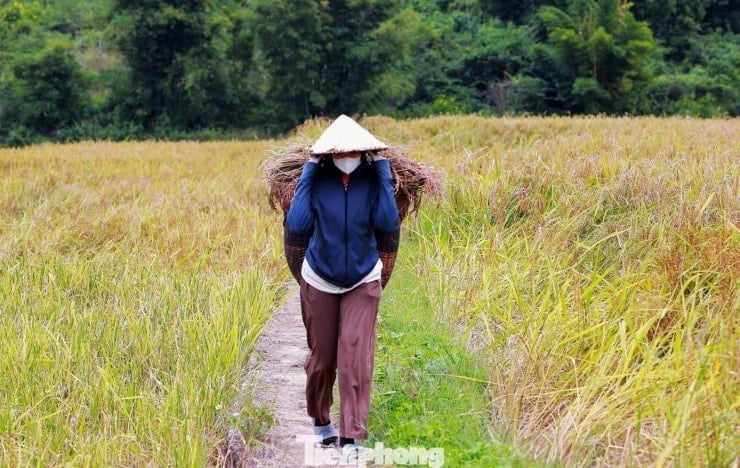 ប្រជាជន​ប្រមូល​ផល​អង្ករ​របស់ Cay Noi នៅ​លើ​វាល​រាបស្មើ។