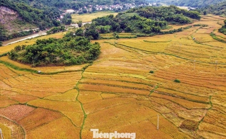 អង្ករដំណើប Cay Noi គ្រាប់ធញ្ញជាតិមាសធ្ងន់ ជាសញ្ញានៃការប្រមូលផលដ៏សម្បូរបែប។