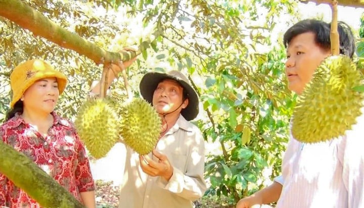 Quando os agricultores de Dong Nai se transformam em Khi nông dân Đồng Nai thành “nhà khoa học số” trên đồng ruộng- Ảnh 1.