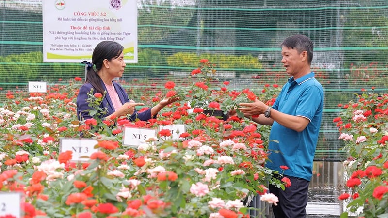 Banyak varietas mawar baru yang disilangkan dari mawar api Sa Dec Flower Village diperkenalkan oleh Southern Fruit Institute pada lokakarya