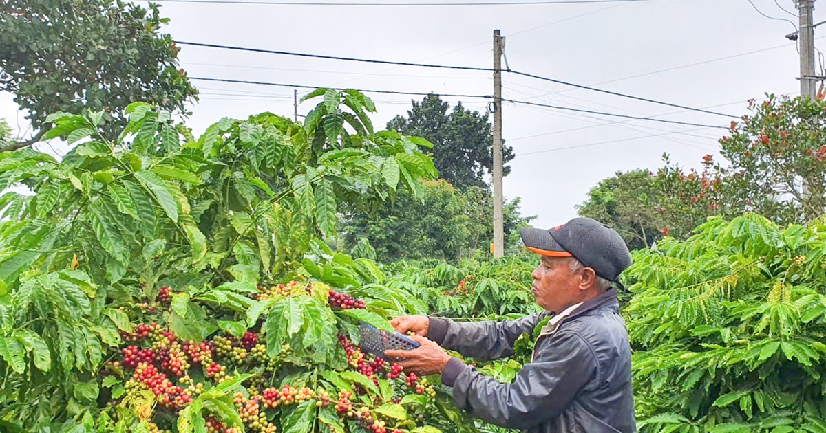 Ông Y Drim Ktul hết lòng vì buôn Buôr