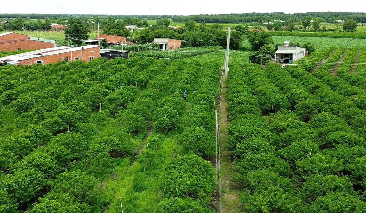 Sau thành công của chương trình 2 cây - 2 con, TP.HCM mở rộng thành chương trình, chính sách chuyển dịch cơ cấu nông nghiệp nhằm chuyển loại cây con có năng suất, sản lượng, giá trị thấp sang loại cây con có năng suất, sản lượng, giá trị cao hơn. Ảnh: Trần Phi.