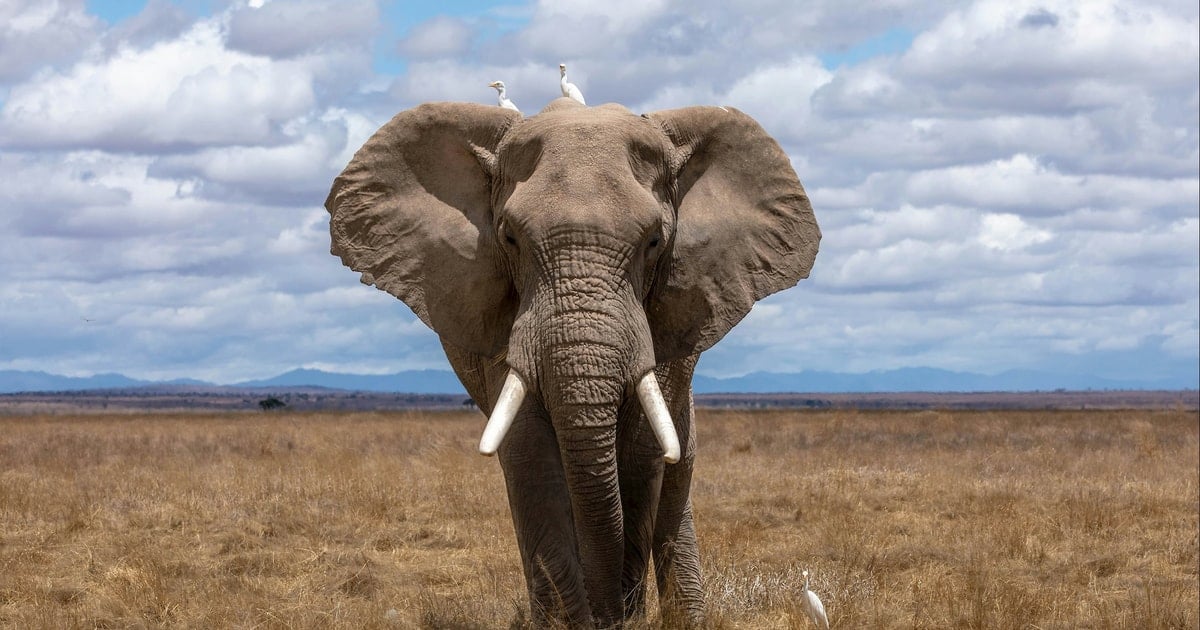 Voi giẫm tử vong bé gái 8 tuổi ở Indonesia