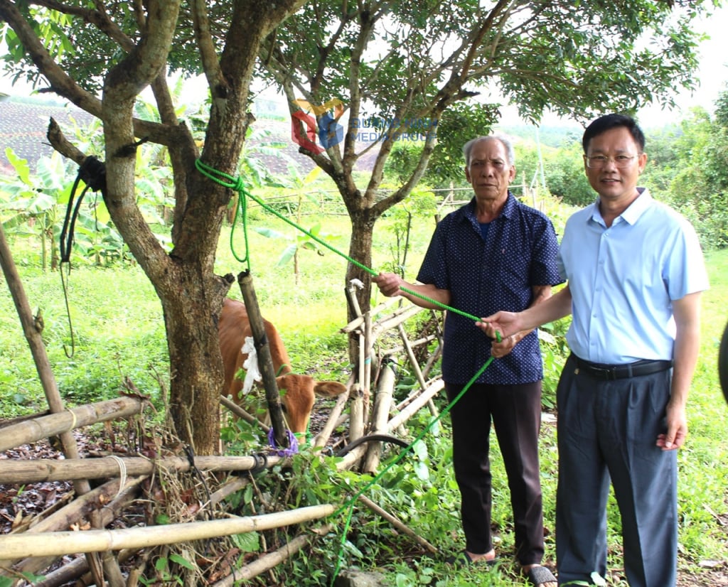 BQL Chợ Móng Cái hỗ trợ bò giống cho hộ ông Cao Hữu Biều, xã Hải Tiến (cũ)-Nay là xã Hải Ninh