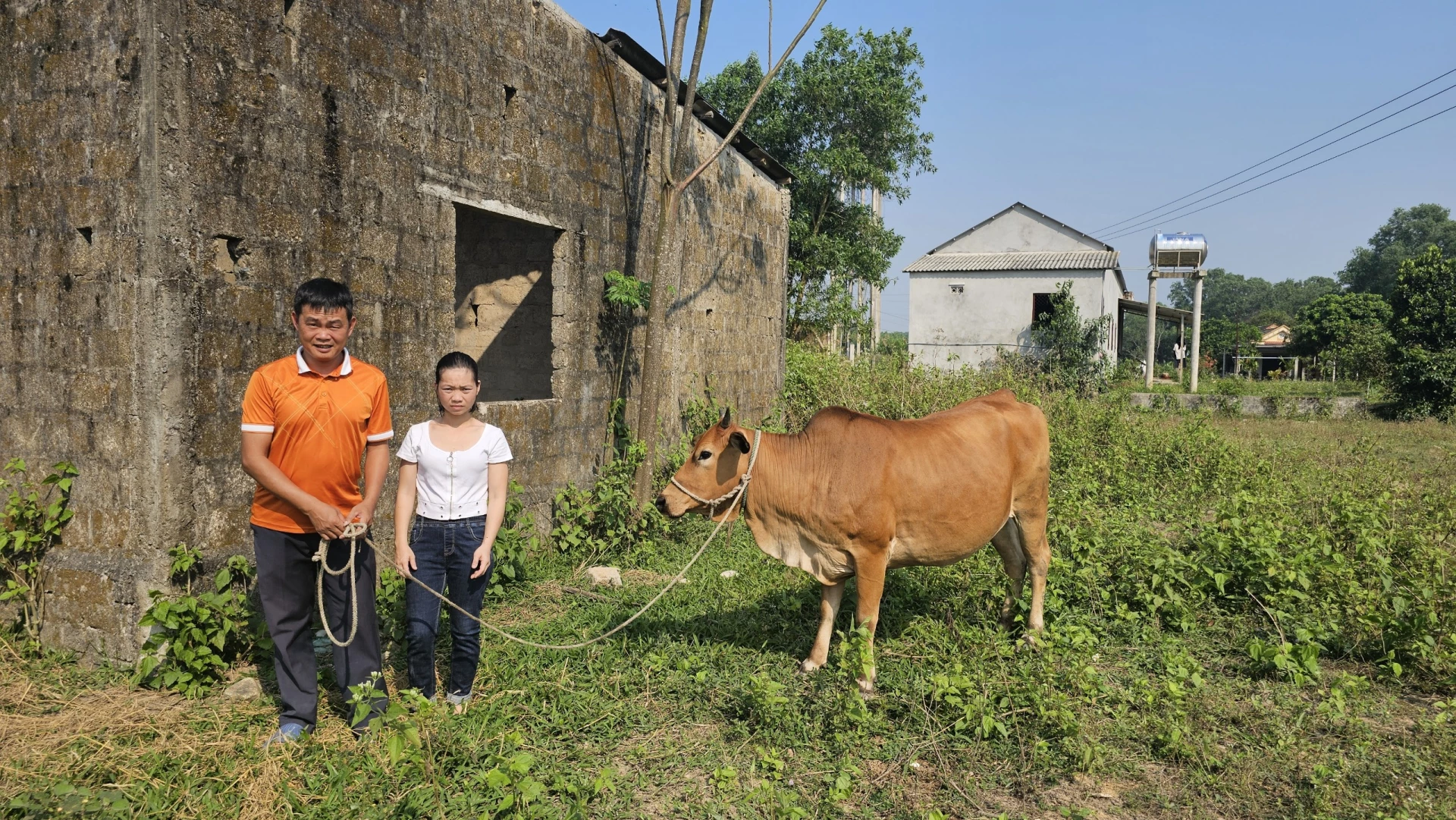 مدل پرورش گاو برای خانم هونگ و همسرش در سخت‌ترین دوره، 