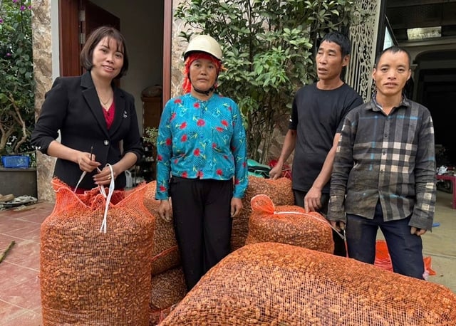 Lù Thị Tuyên: Người phụ nữ giúp dân làm giàu trên cao nguyên đá Hà Giang - Ảnh 2.