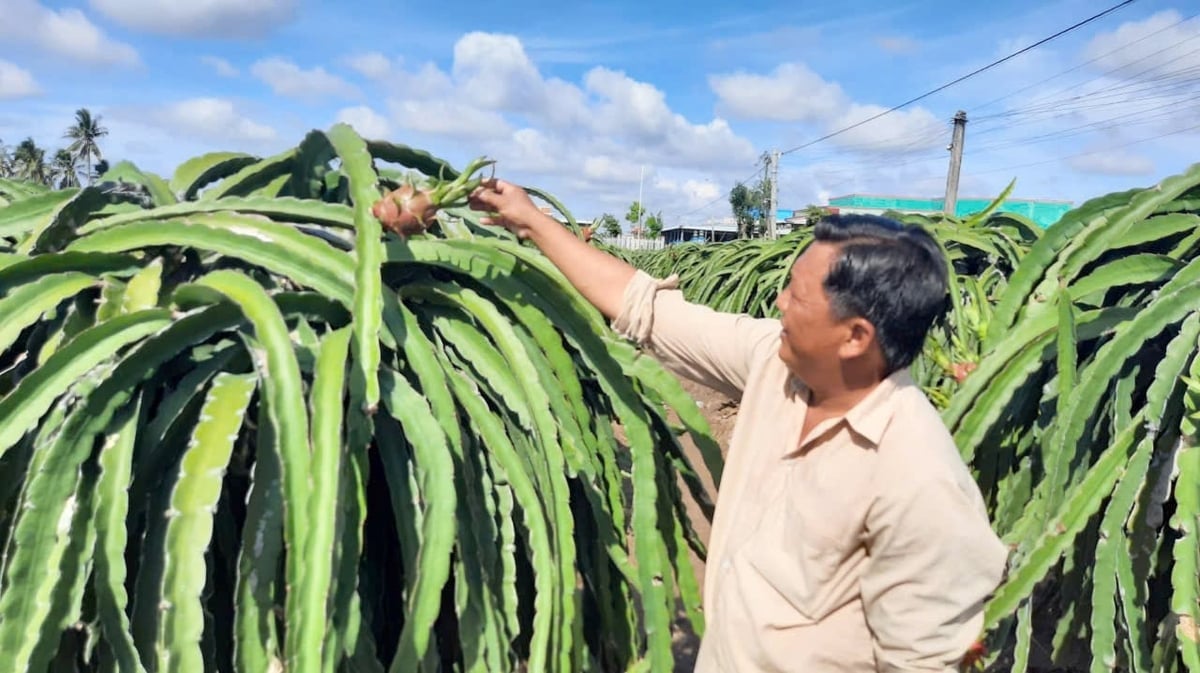 Thanh Long, một trong những sản phẩm chủ lực của Đồng Tháp. Ảnh: Thanh Bạch.