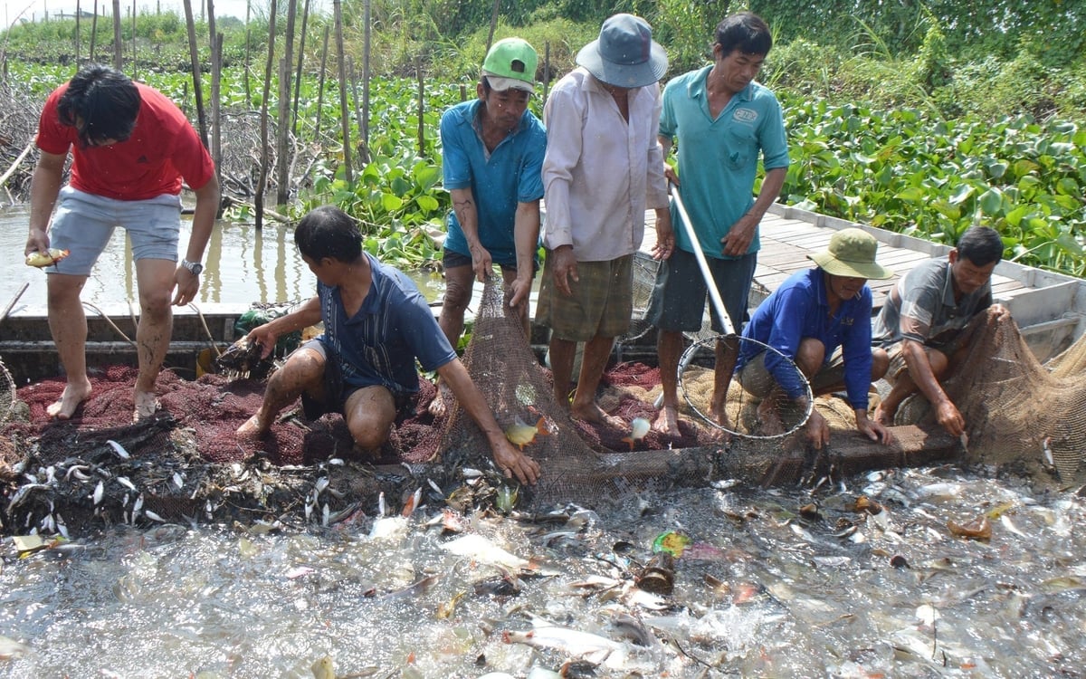 Nuôi trồng thủy sản được xem là ngành kinh tế mũi nhọn của Đồng Tháp. Ảnh: Thanh Bạch.