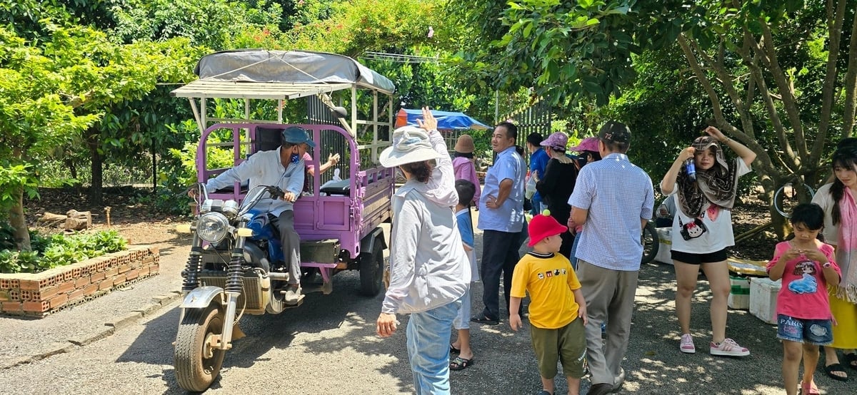 Vào mùa thu hoạch, những vườn cây trĩu quả ở xã Xuân Bắc, phường Bình Lộc, phường Hàng Gòn... trở thành điểm đến hấp dẫn du khách, tô điểm thêm cho bức tranh nông thôn trù phú và đầy sắc màu. Ảnh: Minh Sáng.