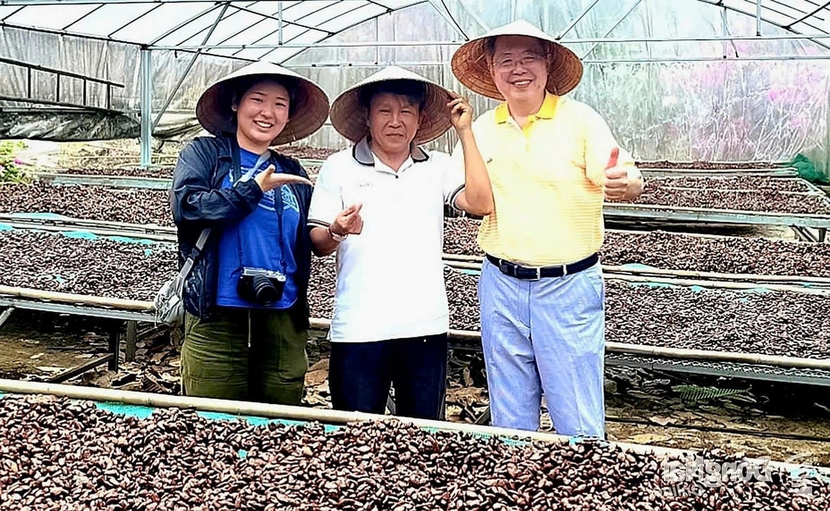 Sản phẩm ca cao chế biến của HTX Ca cao Suối Cát được các doanh nghiệp đến từ Mỹ, Nhật Bản, Singapore và Trung Quốc đánh giá là chất lượng tốt nhất Việt Nam, sẵn sàng thu mua với giá cao. Ảnh: Hoàng Phúc.