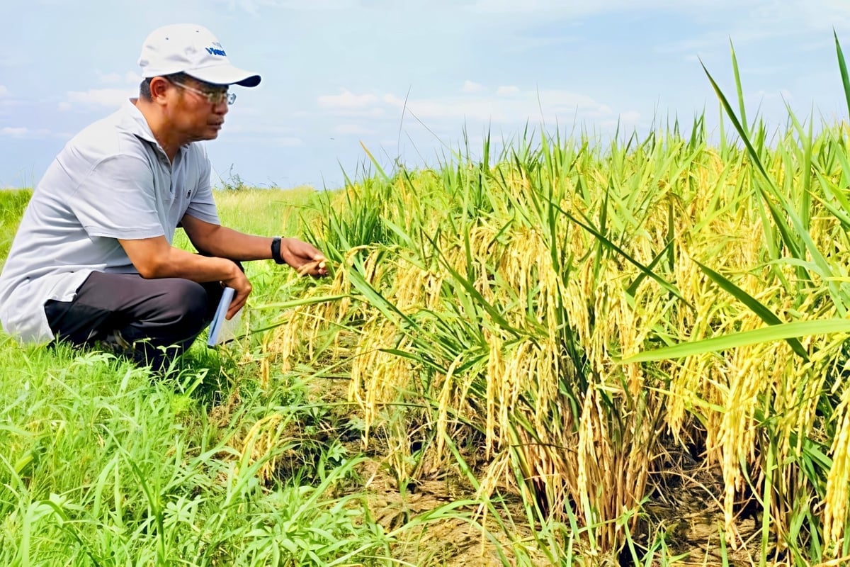 TS Trần Vũ Hải đánh giá năng suất lúa trước khi thu hoạch tại điểm Matanzas (Cuba). Ảnh: Nhân vật cung cấp.