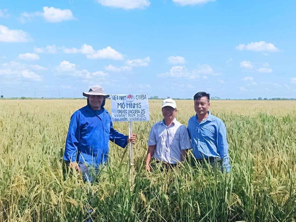 Điều kiện sản xuất lúa của nông dân Cuba còn nhiều khó khăn. Ảnh: Nhân vật cung cấp.