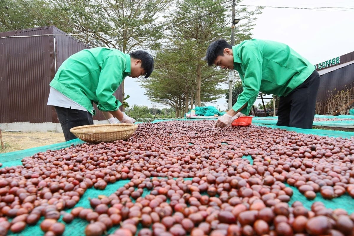 Cà phê được xem là mặt hàng thế mạnh của Việt Nam tại Algeria. Ảnh: Linh Linh.