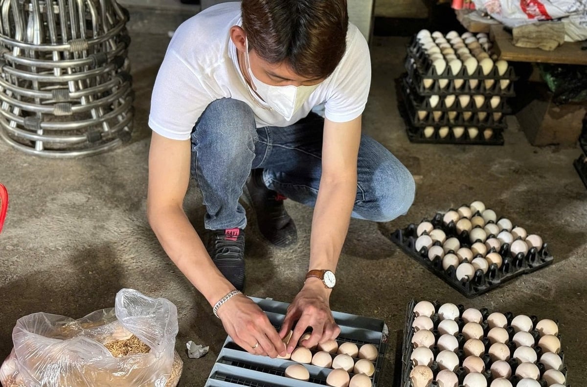Thạc sĩ Toàn lựa chọn trứng giống để đưa vào lò ấp nhân tạo. Ảnh: Hoàng Nghĩa.