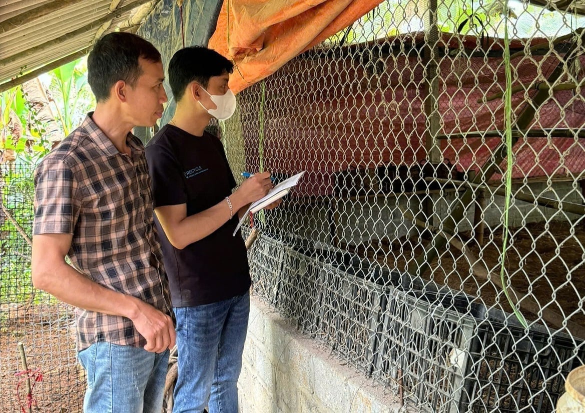 Thạc sỹ Toàn (áo đen) theo dõi, ghi chép số liệu về đàn gà nghiên cứu. Ảnh: Hoàng Nghĩa.