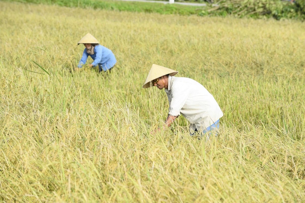 Cập nhật giá lúa gạo hôm nay 10/11/2025 mới nhất