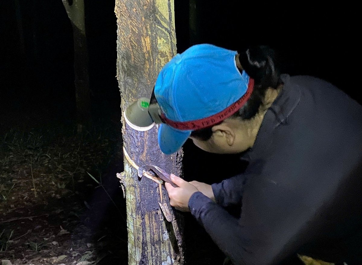 Giá cao su hôm nay 10/11/2025 ở trong nước và thế giới mới nhất