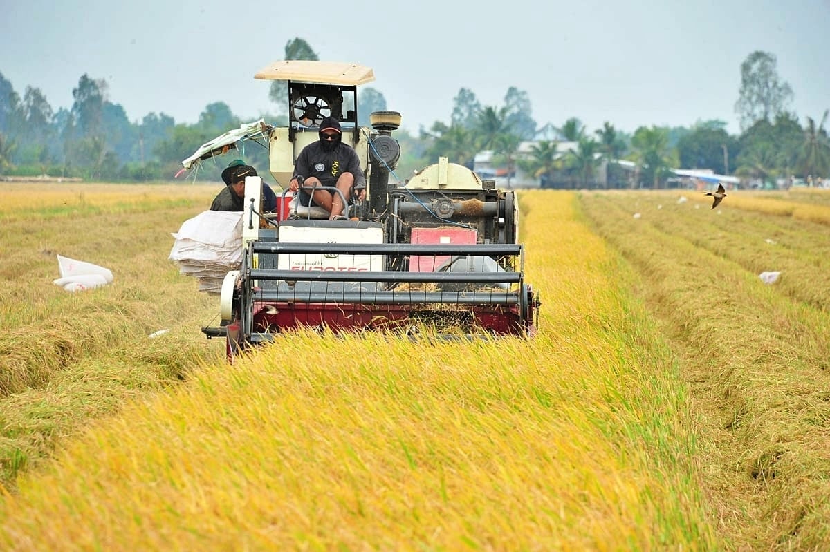 Tanah tawas yang dahulunya kini menjadi jelapang padi negara. Foto: Le Hoang Vu.