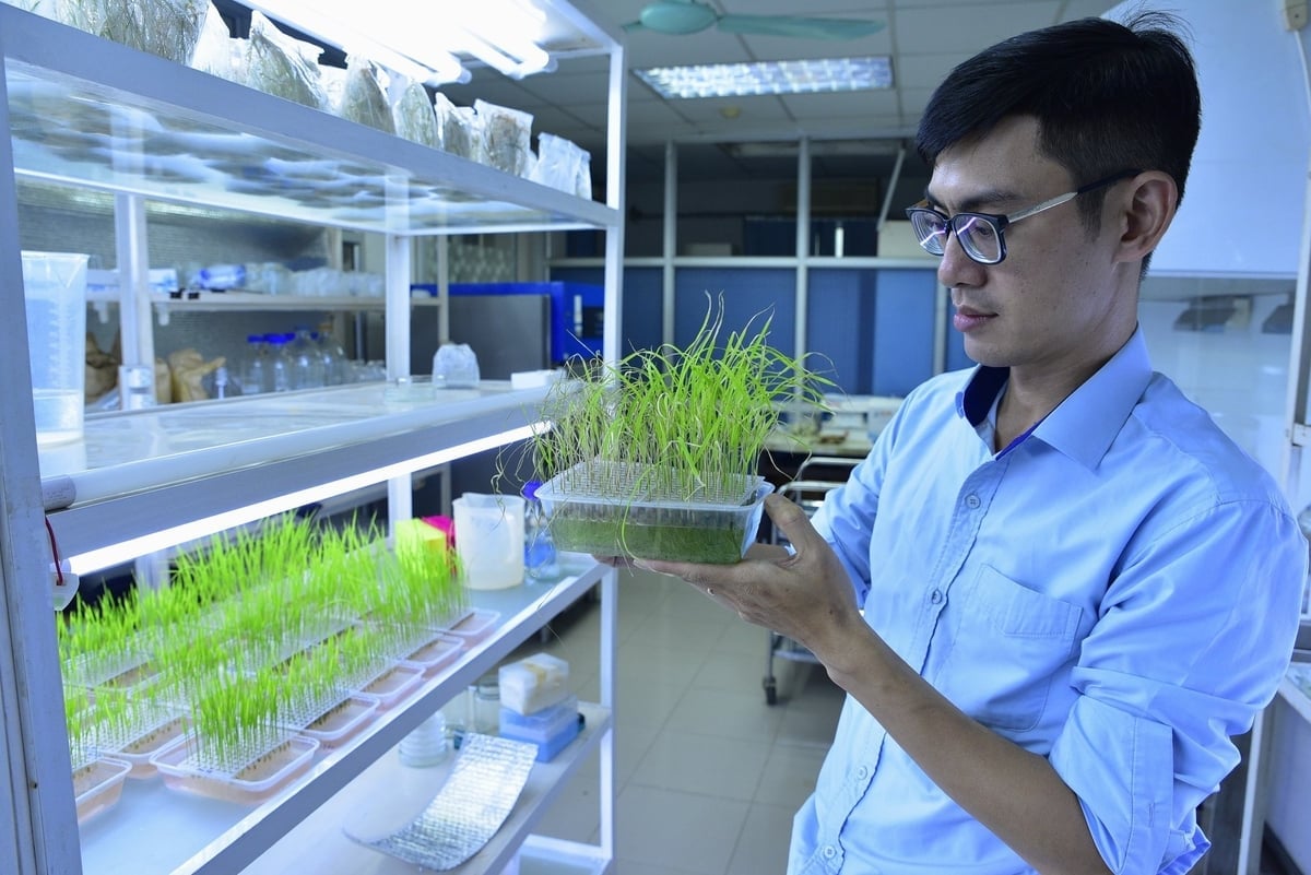 Nghiên cứu, chọn tạo giống lúa chịu hạn ở Viện Di truyền nông nghiệp. Ảnh: Dương Đình Tường.