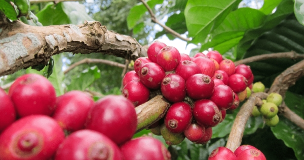 Giá cà phê Arabica tăng hơn 4%, vượt mốc 8.900 USD/tấn