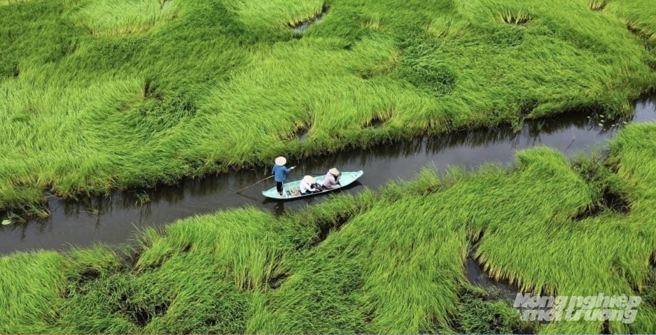 Người dân vùng đệm Láng Sen di chuyển bằng xuồng qua đồng cỏ ngập nước trong mùa lũ. Ảnh: Lê Hoàng Vũ.
