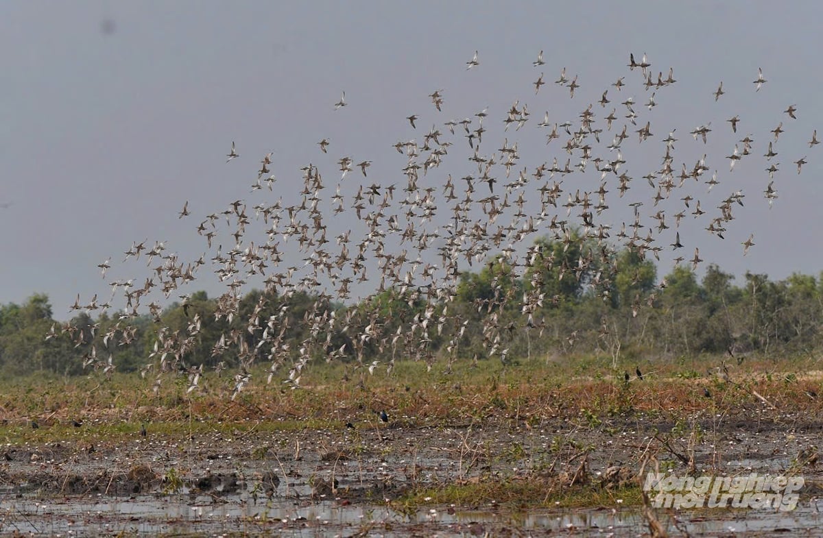 Đàn chim di cư về trú ngụ tại Khu Bảo tồn đất ngập nước Láng Sen, báo hiệu mùa nước nổi. Ảnh: Lê Hoàng Vũ.