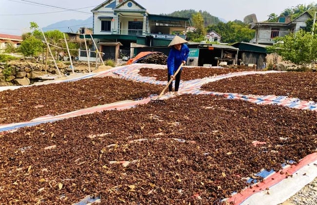 Phát triển mô hình trồng hồi giúp nhiều hộ dân thoát nghèo - Ảnh 2.