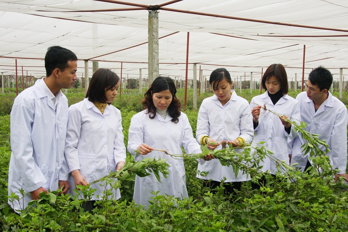 Hoàn thiện khung pháp để phát triển y dược cổ truyền Việt Nam trong hội nhập quốc tế- Ảnh 3.