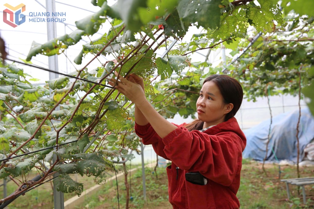 Modell av melkedruedyrking av fru Tran Thi Van, Binh Lieu kommune.