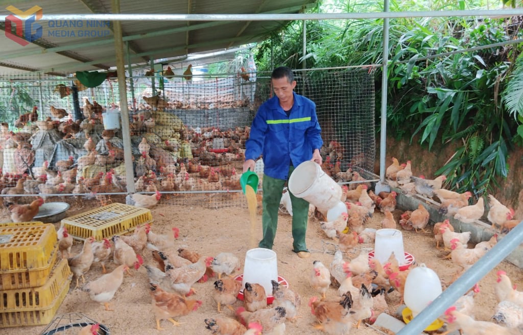 Modellen med kyllinghold kombinert med dyrking av sitrusfrukttrær gir høy økonomisk inntekt til Tran Van Thoong, Binh Lieu kommune.