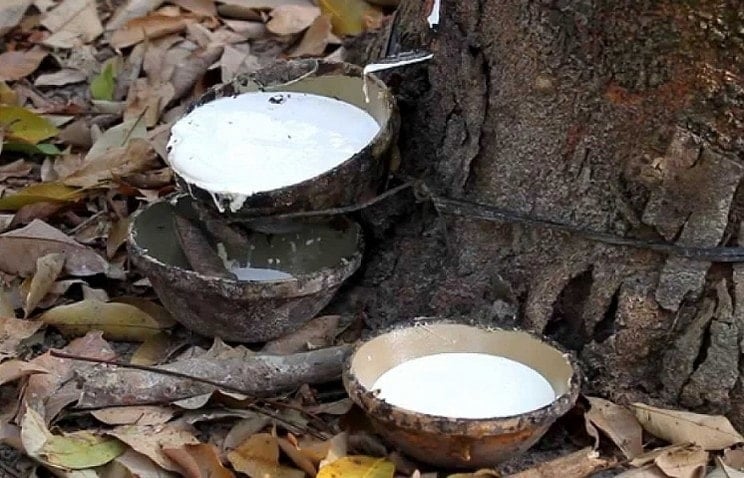 Ceny přírodního kaučuku na mezinárodních burzách.