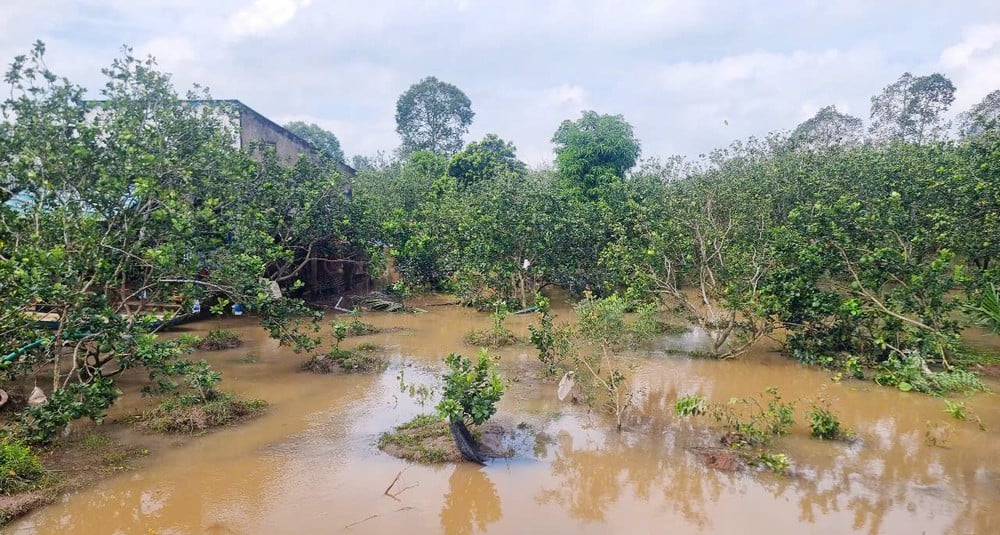 Pasang tinggi mengakibatkan tanah longsor dan membanjiri banyak kebun buah.
