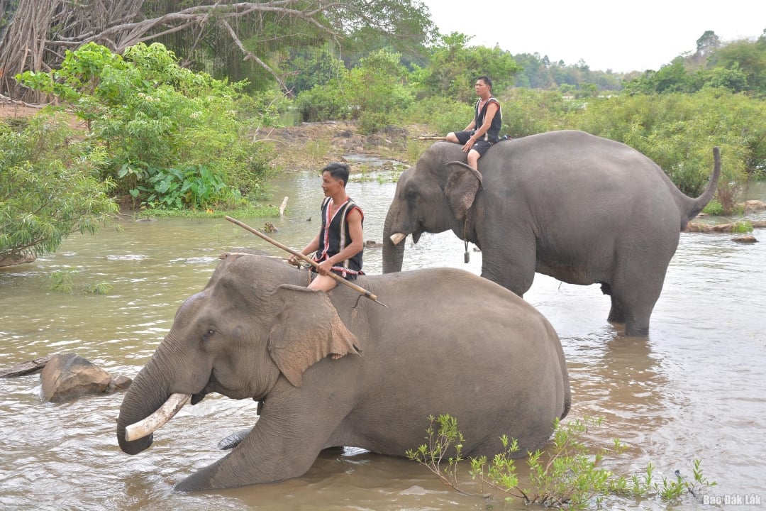 ຂົວ​ໂຂງ​ທ່ອງ​ທ່ຽວ​ບຶງ​ດອນ ກັບ​ບັນດາ​ຜະລິດ​ຕະພັນ​ທ່ອງ​ທ່ຽວ​ທີ່​ເປັນ​ມິດ​ກັບ​ຊ້າງ​ຍາມ​ໃດ​ກໍ່​ດຶງ​ດູດ​ນັກ​ທ່ອງ​ທ່ຽວ​ເມື່ອ​ມາ​ດັກ​ລັກ.