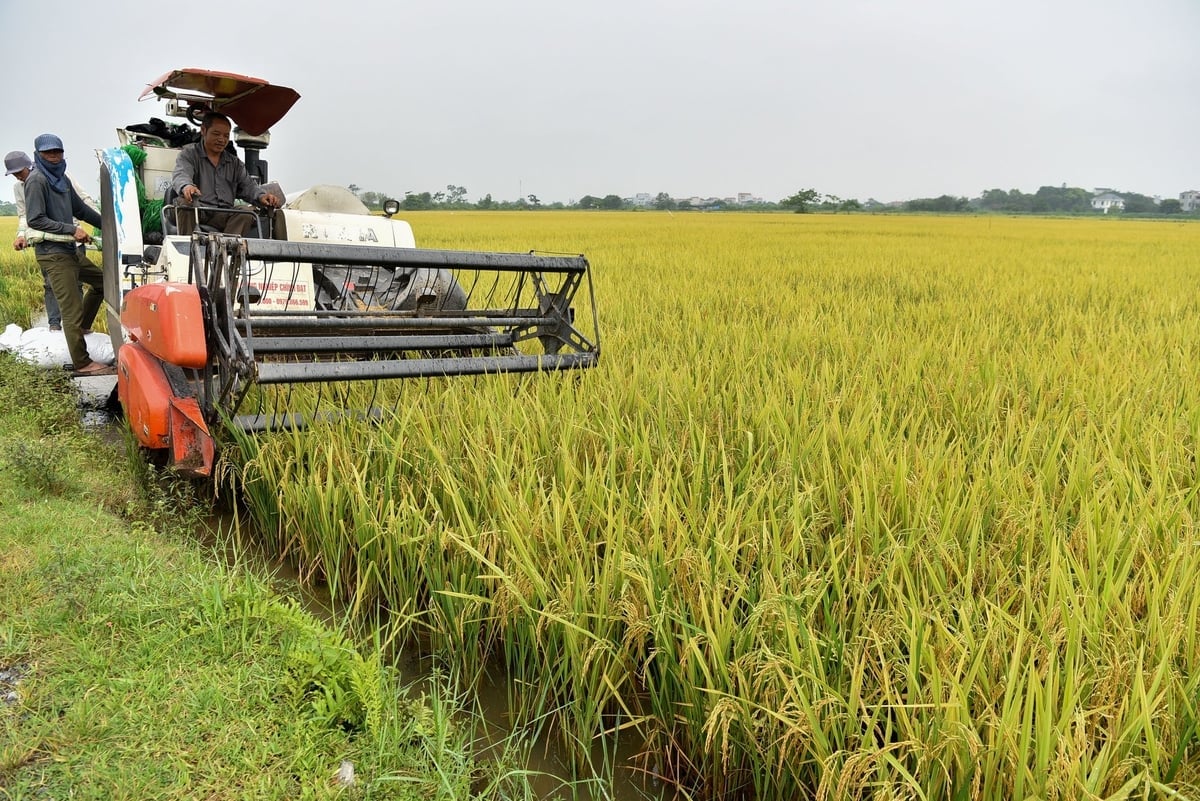 Các công đoạn sản xuất lúa đã được cơ giới hóa. Ảnh: Đinh Thanh Huyền.