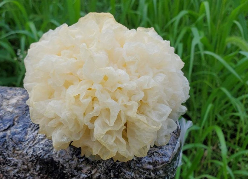 4 món canh thuốc giúp dưỡng âm, bảo vệ phổi trong mùa lạnh- Ảnh 1.