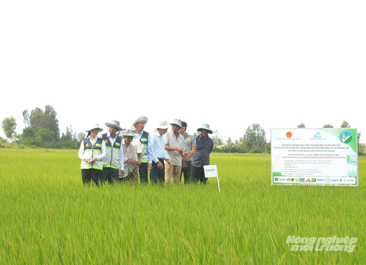 Các cánh đồng thí điểm tham gia Đề án 1 triệu ha lúa chất lượng cao được An Giang tích hợp chương trình IPHM. Ảnh: Trung Chánh.