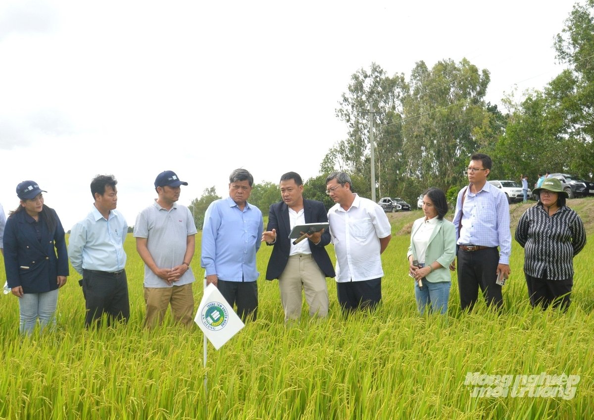 Thứ trưởng Bộ Nông nghiệp và Môi trường Trần Thanh Nam (thứ tư từ trái qua) cùng các đại biểu tham quan cánh đồng tham gia Đề án 1 triệu ha lúa chất lượng cao được An Giang tích hợp chương trình IPHM tại Hợp tác xã Phú Hòa. Ảnh: Trung Chánh.